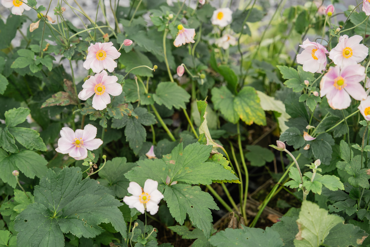 Sasanka japonská Lorelei, Loukykvět