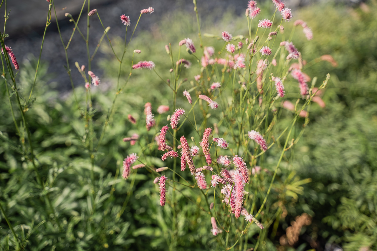 Vérfű Purple Tails, Loukykvět