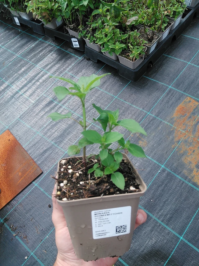 Monarda Schneewittchen - 24. 6. 2025