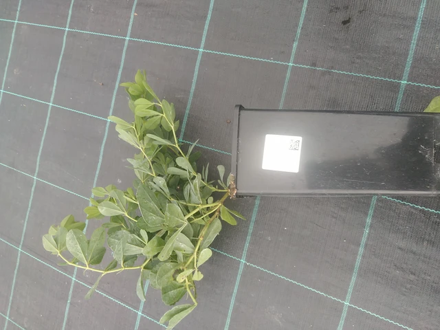 Baptisia australis - 10. 10. 2025