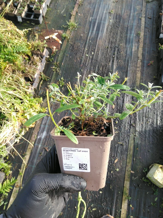 Aurinkoruusu The Bride - 31. 10. 2025