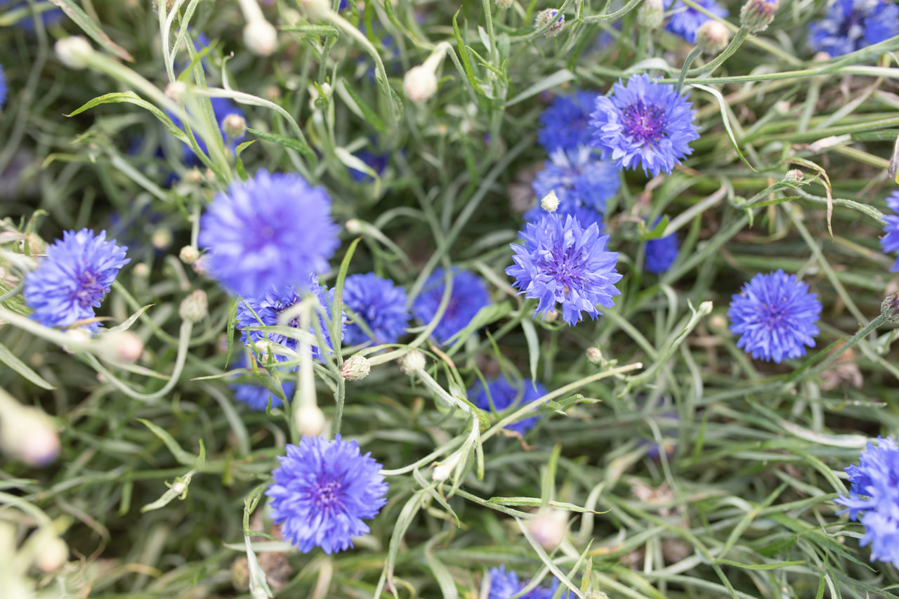 Chrpa Tall Double Blue Boy, Loukykvět