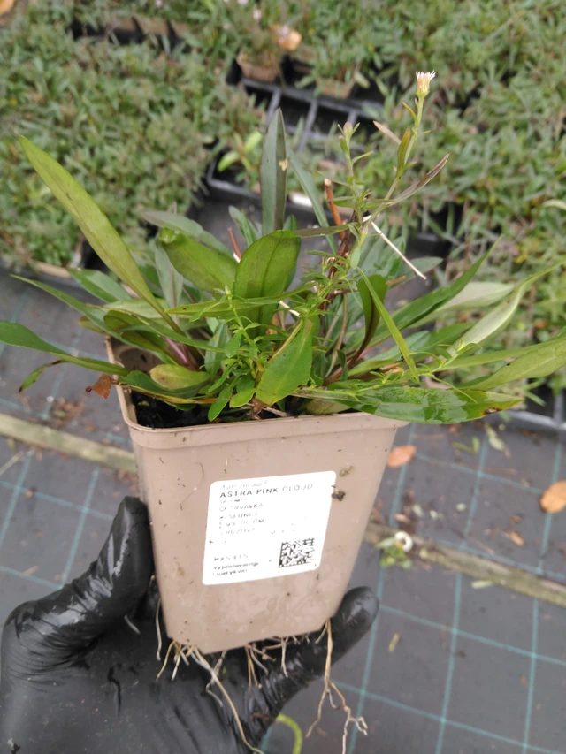 Aster Pink Cloud - 23. 10. 2025