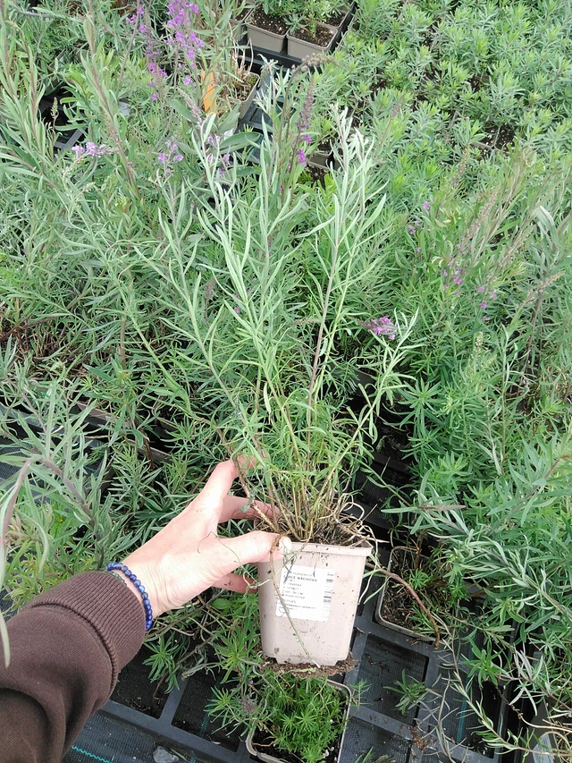 Purple toadflax - 9. 6. 2025