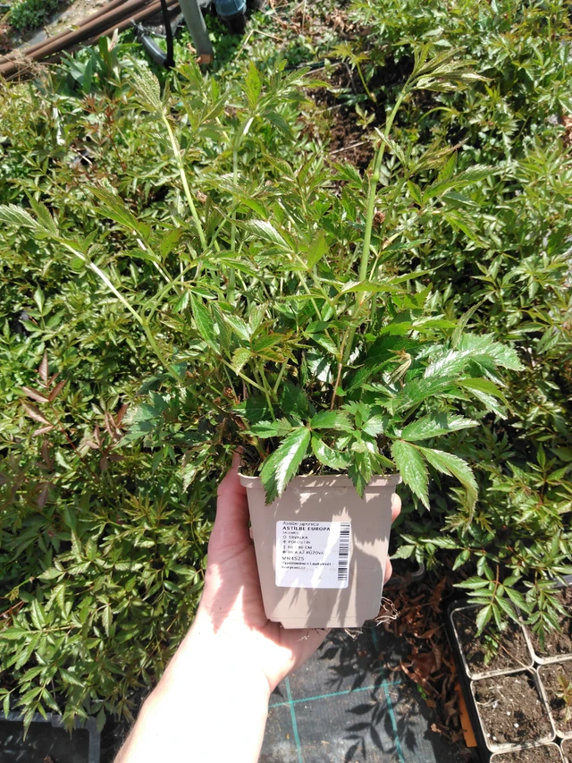 Astilbe Europa - 2024