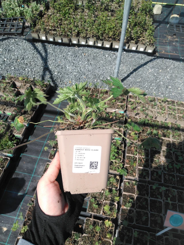 Kakost Rose Claire - 13. 5. 2025