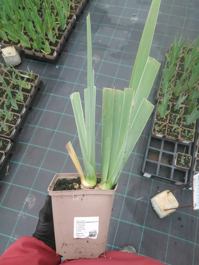 Iris Immortality - 4. 8. 2025