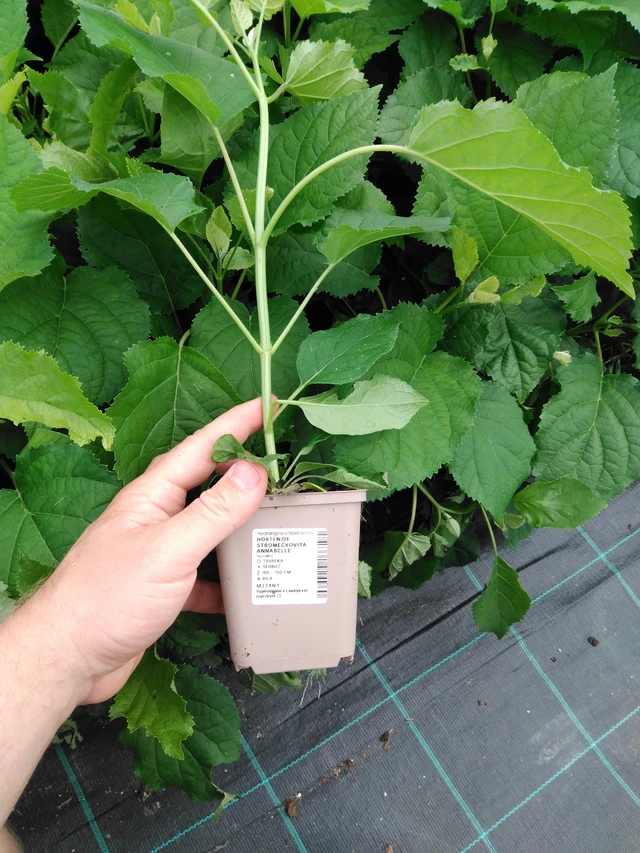 Hortenzie stromečkovitá Annabelle - 2024