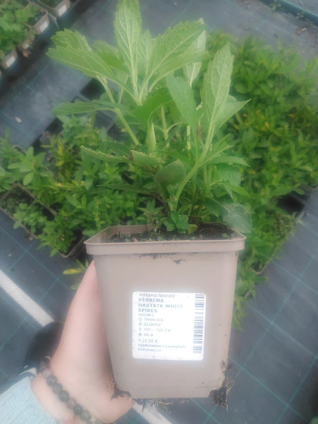 Arrow-leaved Verbena White Spires - 2024