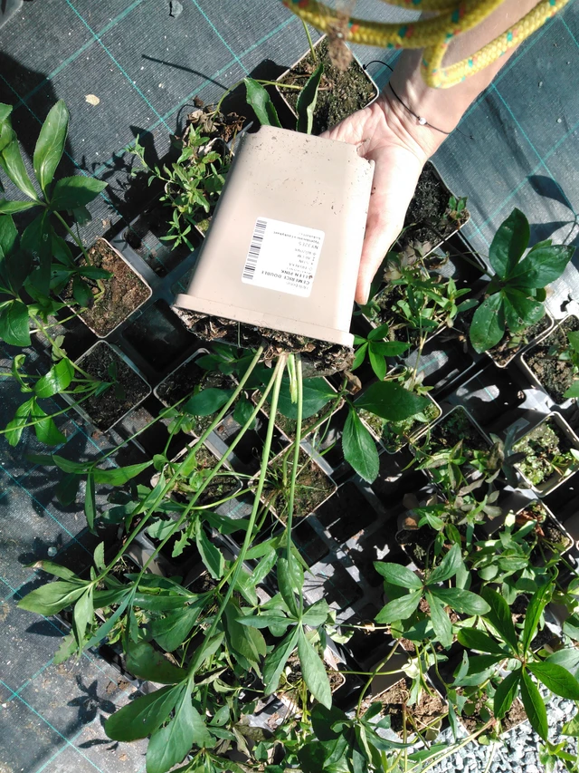 Hellebore Double Ellen Pink - 2024