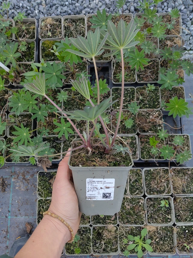 Lupina Band of Nobles Schloßfrau - 21. 4. 2026