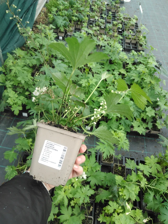 Sasanka plstnatá Robustissima - 2024