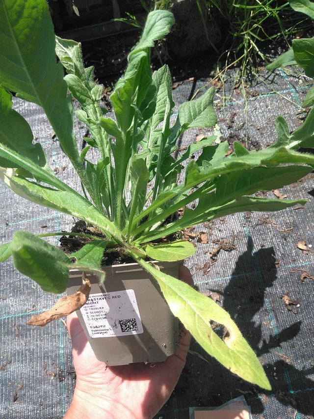 Scabiosa Red Knight - 24. 6. 2025