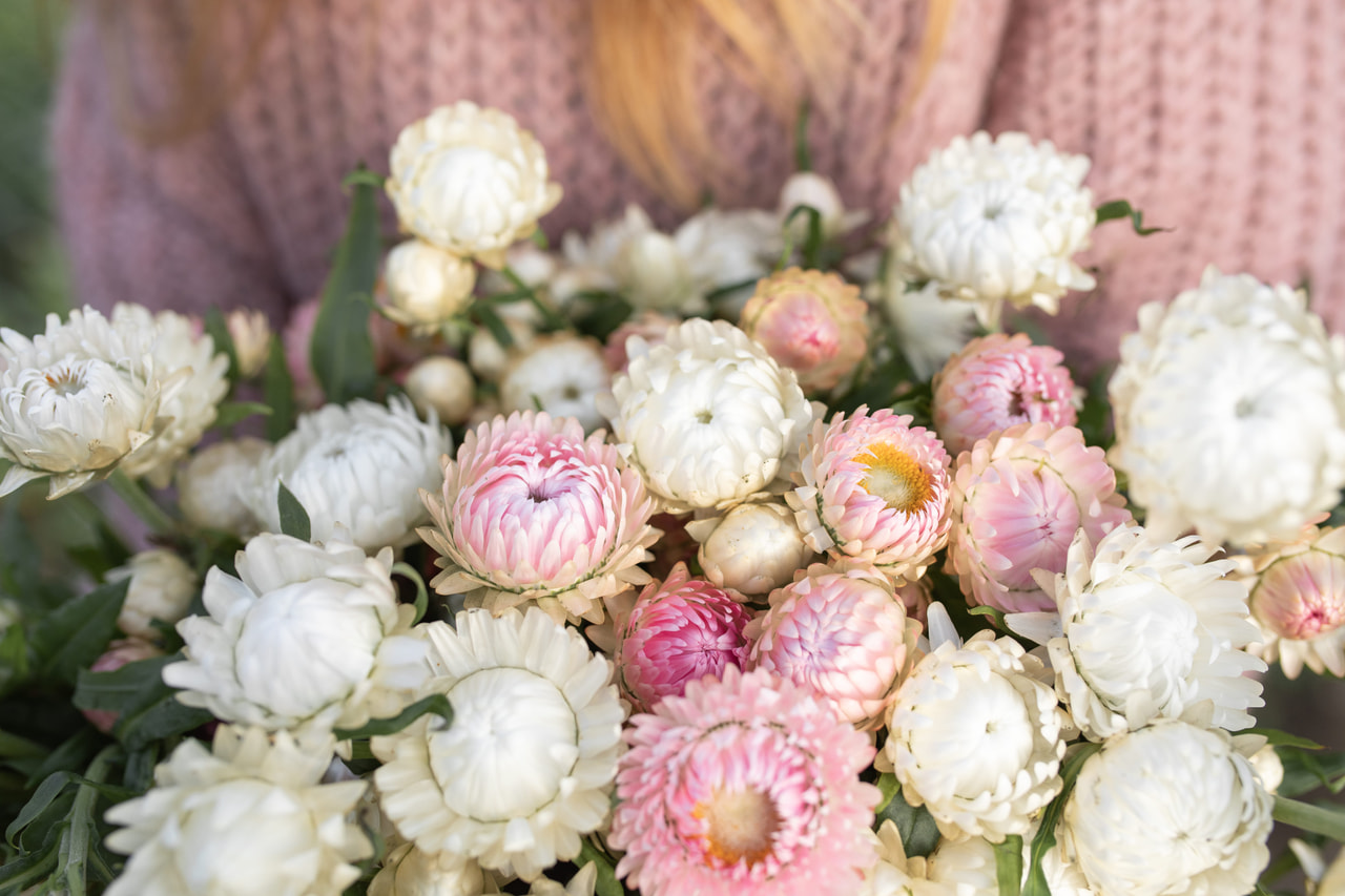 Slaměnka Silvery Pink & White Mix, Loukykvět