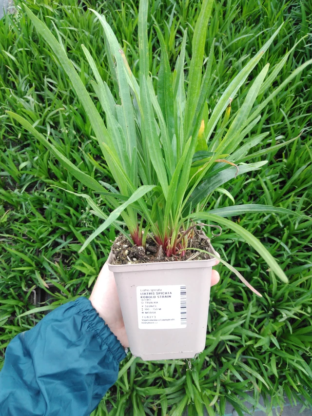 Ruusukaunokki Kobold Strain - 2024