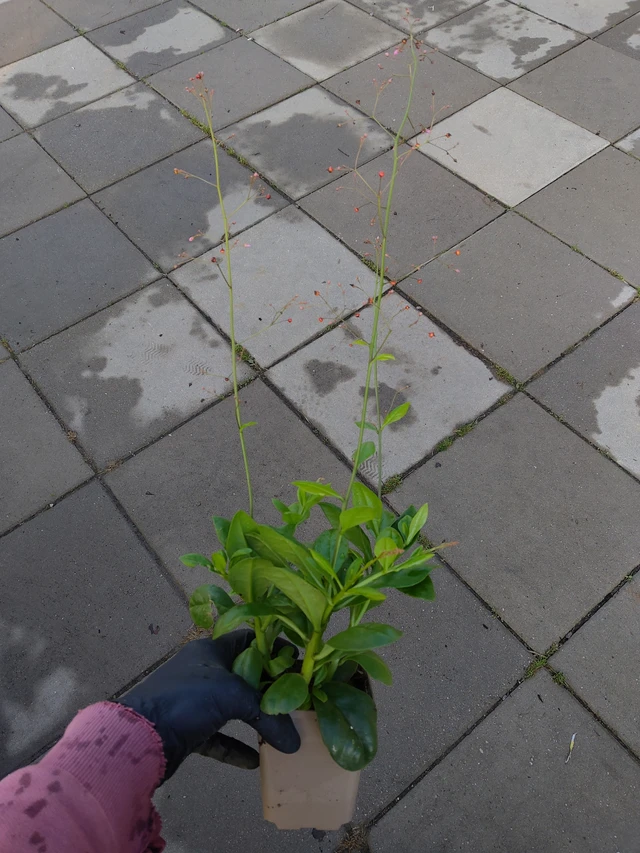 Talinum latnaté Jewels of Opar - 11. 9. 2025