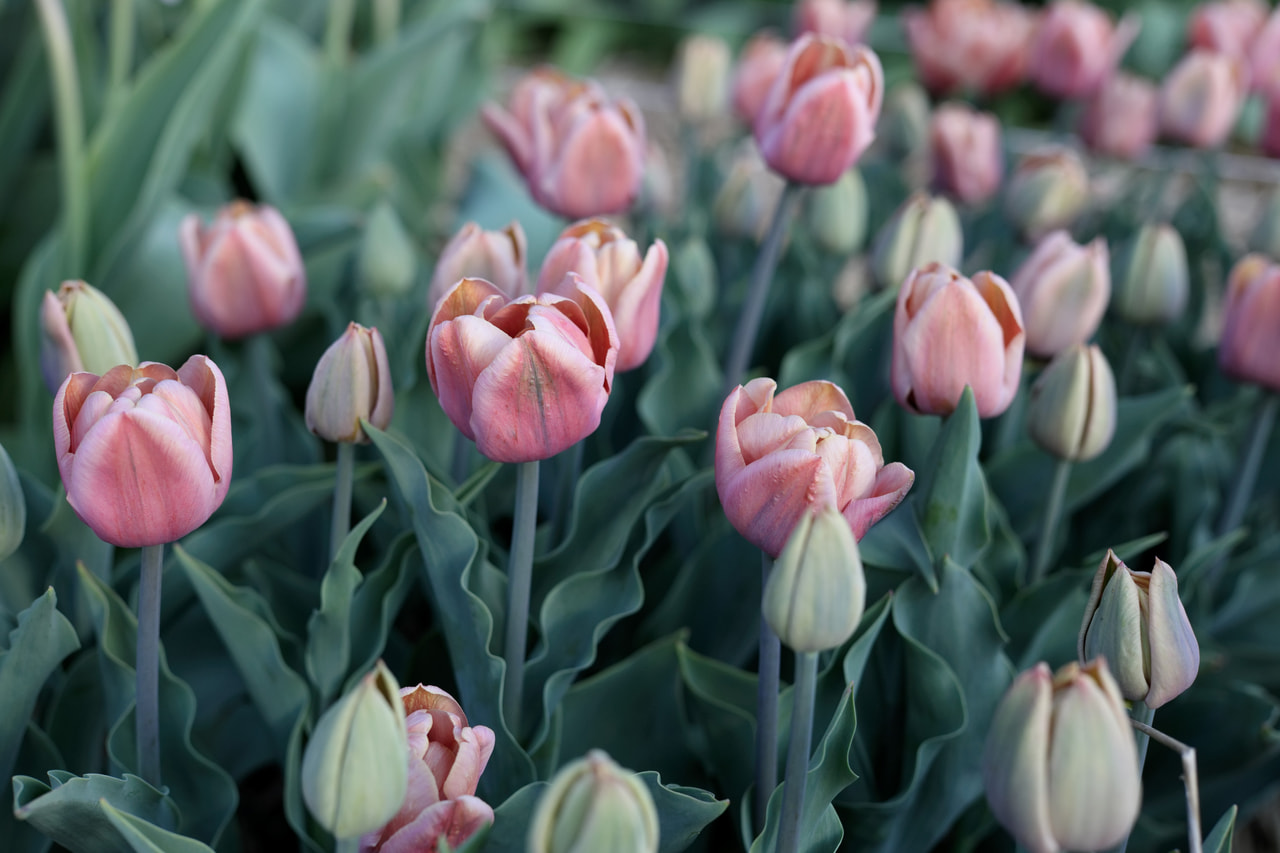 Tulipán La Belle Epoque, Loukykvět