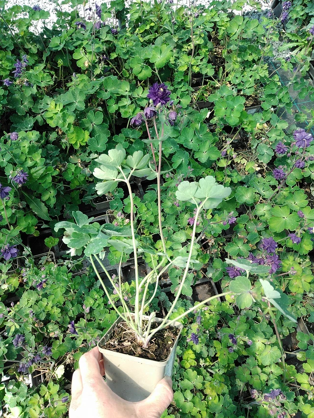 Columbine Blue Barlow - 13. 5. 2025