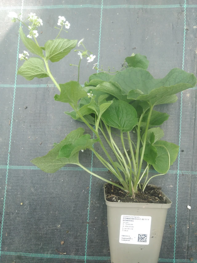 Pomněnkovec Betty Bowring - 10. 7. 2025