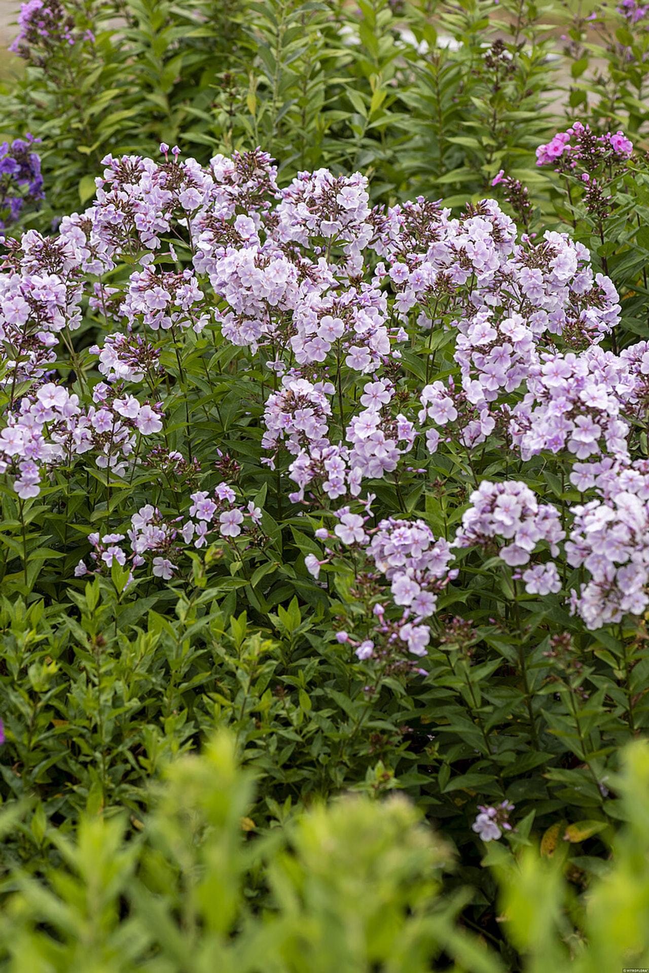 Flox Franz Schubert, Loukykvět