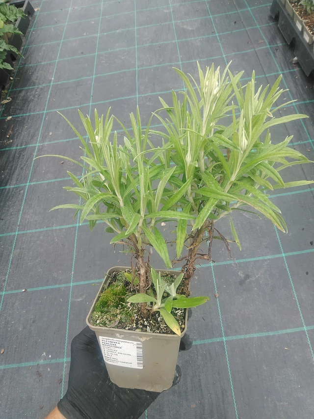 Helminukkakukka Neuschnee - 10. 9. 2025