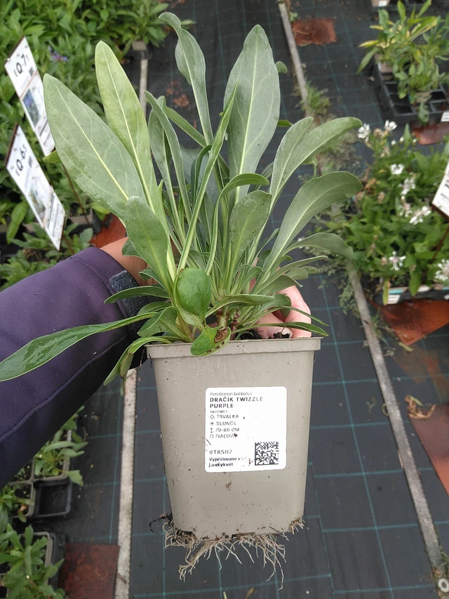 Flor de dragón Twizzle Purple - 11. 7. 2025