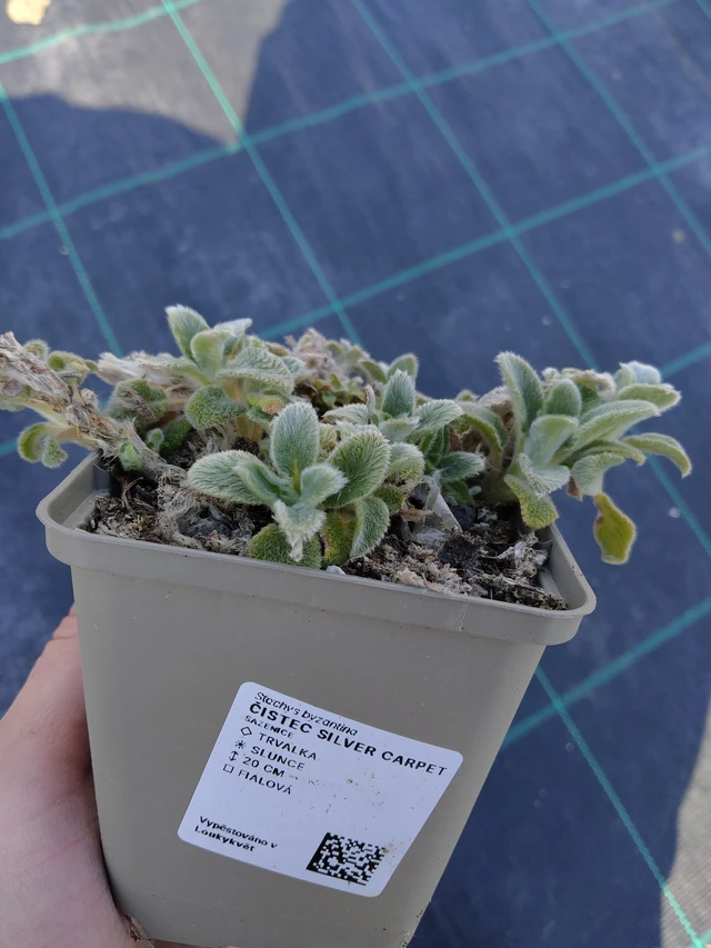 Tisztesfű Silver Carpet - 27. 3. 2026