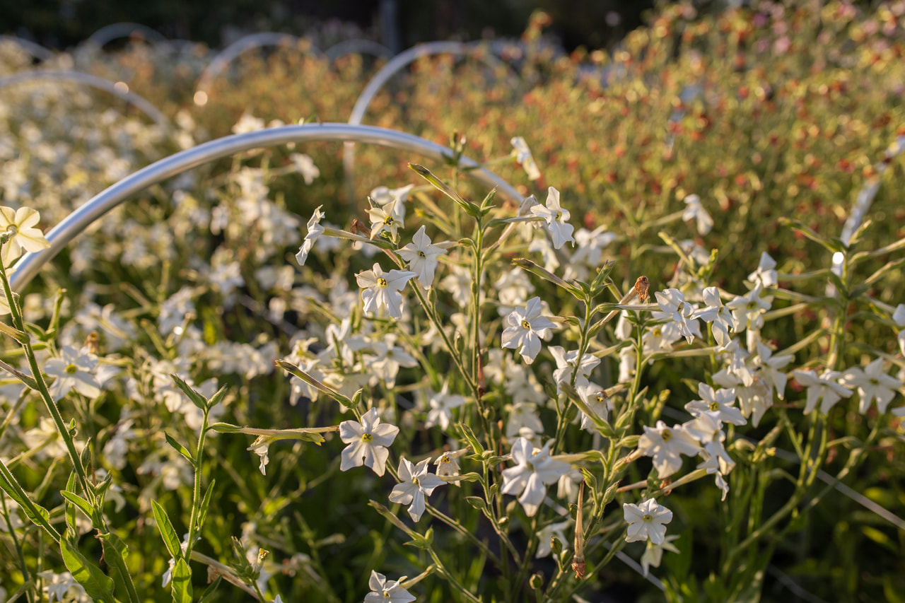Tabákovník bílý, Loukykvět