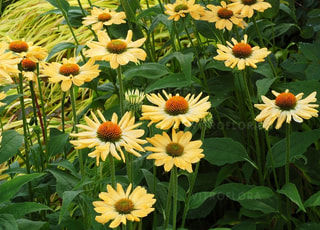 Echinacea Aloha, Loukykvět