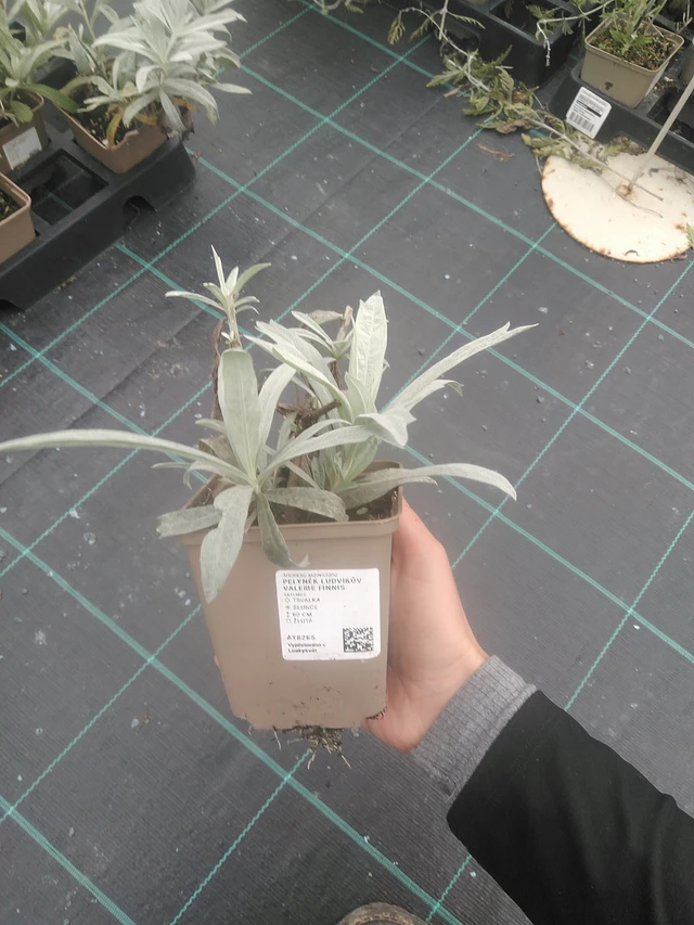 Artemisia Valerie Finnis - 10. 10. 2025