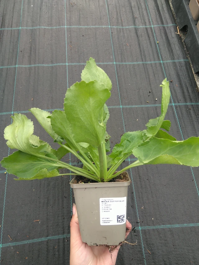 Pallopartiainen Glitter Blue - 11. 7. 2025