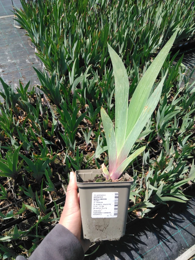 Lirio Nibelungen - 13. 5. 2025