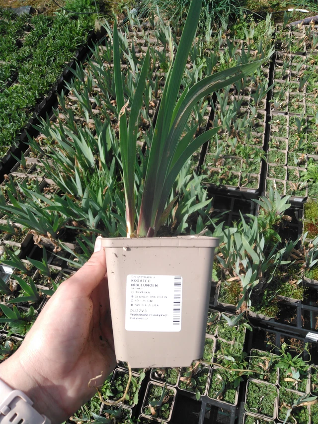 Lirio Nibelungen - 2024