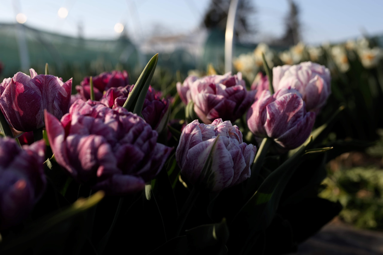 Tulipán Ragebol, Loukykvět