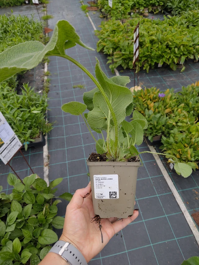 Lyhtykoiso Russeliana - 10. 9. 2025