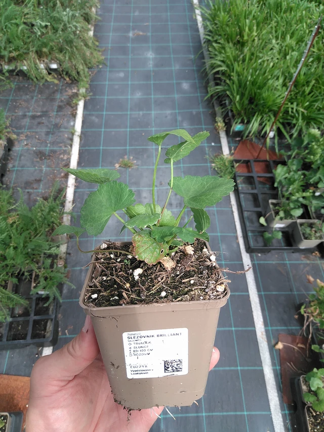 Malva Brilliant - 24. 6. 2025