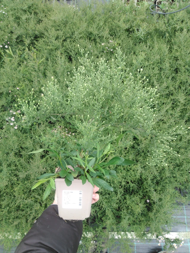 Aster Pink Cloud - 2024