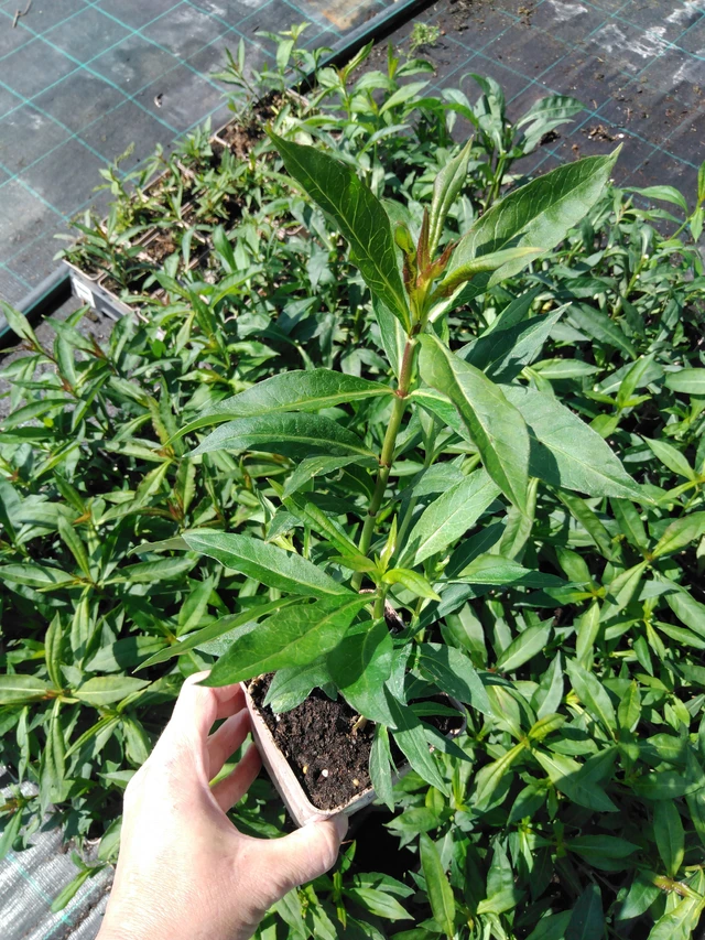 Phlox Sweet Summer Sensation - 13. 5. 2025