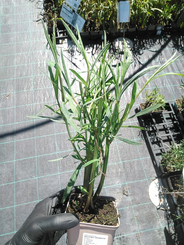 Boltonia Snowbank - 19. 8. 2025