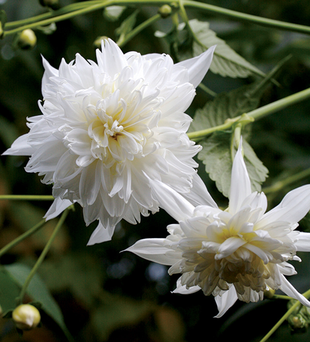 Jiřina Imperial White, Loukykvět