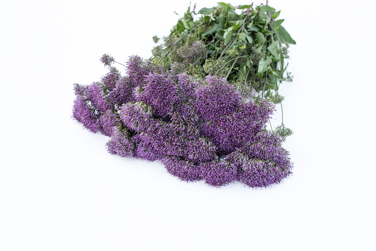 Klokjesbloem Lake Michigan Purple, Loukykvět