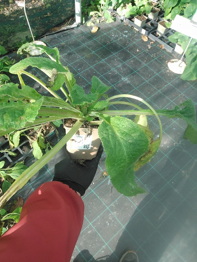 Dedalera Pam’s Choice - 13. 10. 2025