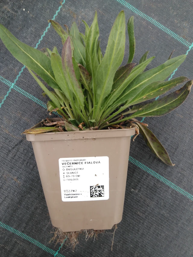 Damastbloem paars - 1. 4. 2026