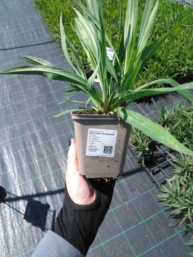 Boltonia Snowbank - 13. 5. 2025