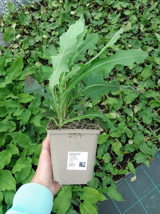 Persicaria Alba - 9. 6. 2025