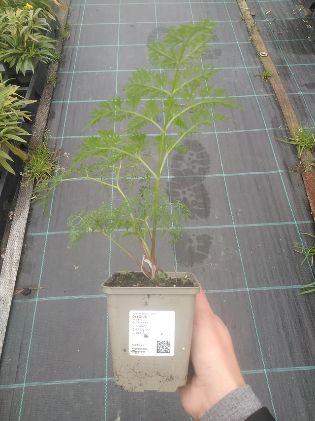 Alder - 10. 10. 2025