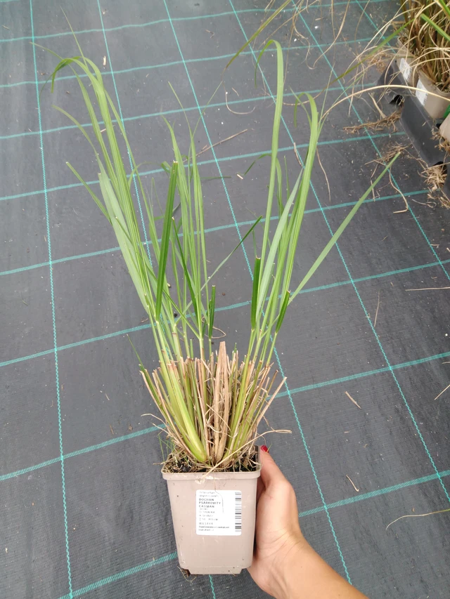 Pennisetum alopecuroides Cassian - 10. 9. 2025