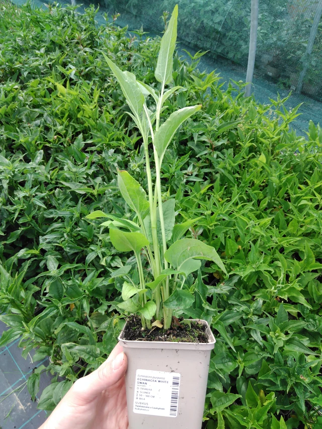 Echinacea White Swan - 2024