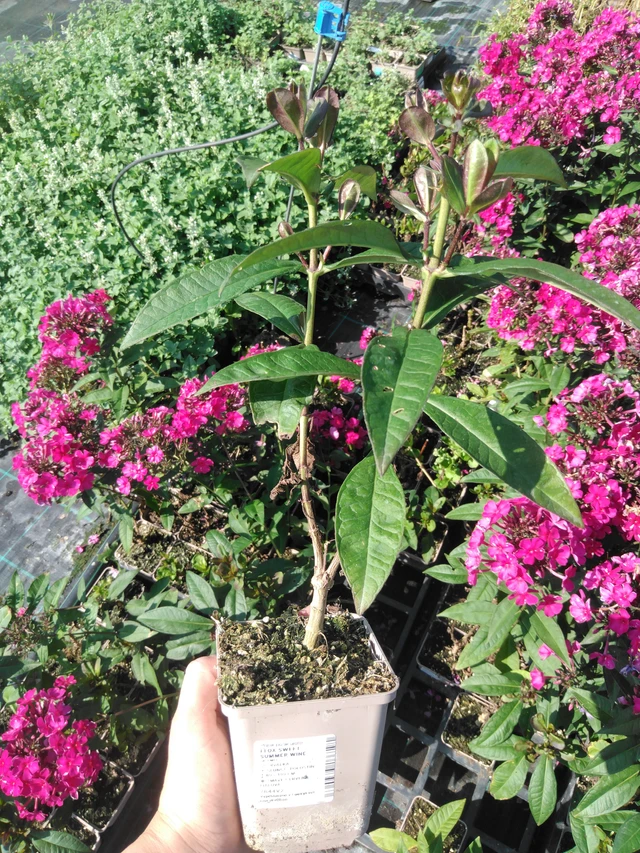 Flox Sweet Summer Wine - 2024