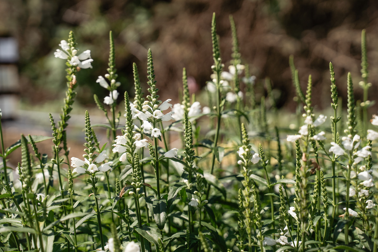 Scharnierbloem Alba, Loukykvět